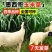 墨西哥玉米草种子大叶牧草喂鱼草种子养殖喂猪牛羊新鲜草