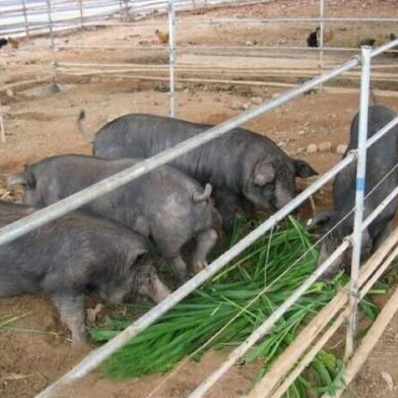 墨西哥玉米草种子大叶牧草喂鱼草种子养殖喂猪牛羊新鲜草