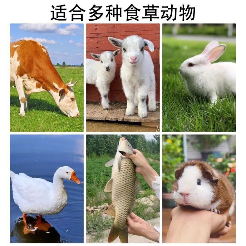 墨西哥玉米草种子大叶牧草喂鱼草种子养殖喂猪牛羊新鲜草