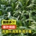 墨西哥玉米草种子大叶牧草喂鱼草种子养殖喂猪牛羊新鲜草