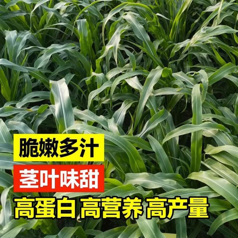 墨西哥玉米草种子大叶牧草喂鱼草种子养殖喂猪牛羊新鲜草