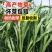 墨西哥玉米草种子大叶牧草喂鱼草种子养殖喂猪牛羊新鲜草