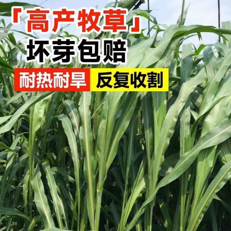 墨西哥玉米草种子大叶牧草喂鱼草种子养殖喂猪牛羊新鲜草