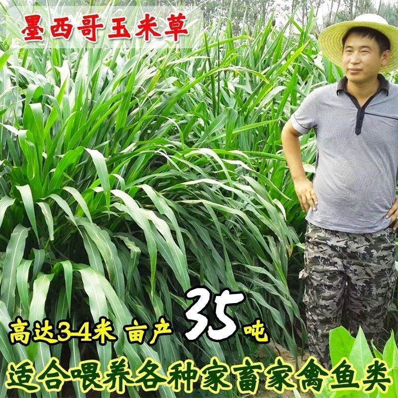 墨西哥玉米草种子大叶牧草喂鱼草种子养殖喂猪牛羊新鲜草