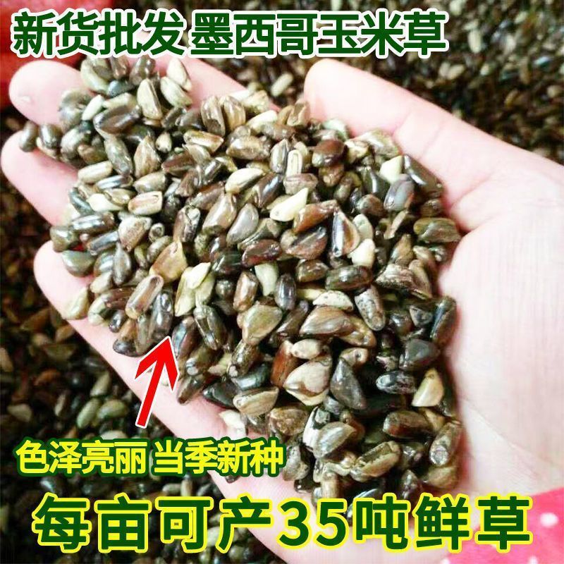 墨西哥玉米草种子大叶牧草喂鱼草种子养殖喂猪牛羊新鲜草