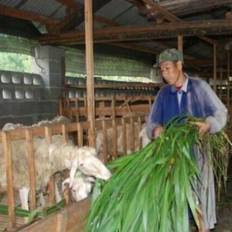 墨西哥玉米草种子大叶牧草喂鱼草种子养殖喂猪牛羊新鲜草