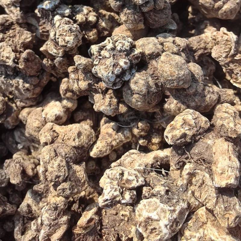 南苍术干货大量供应东北朱砂点起霜干货一手货源