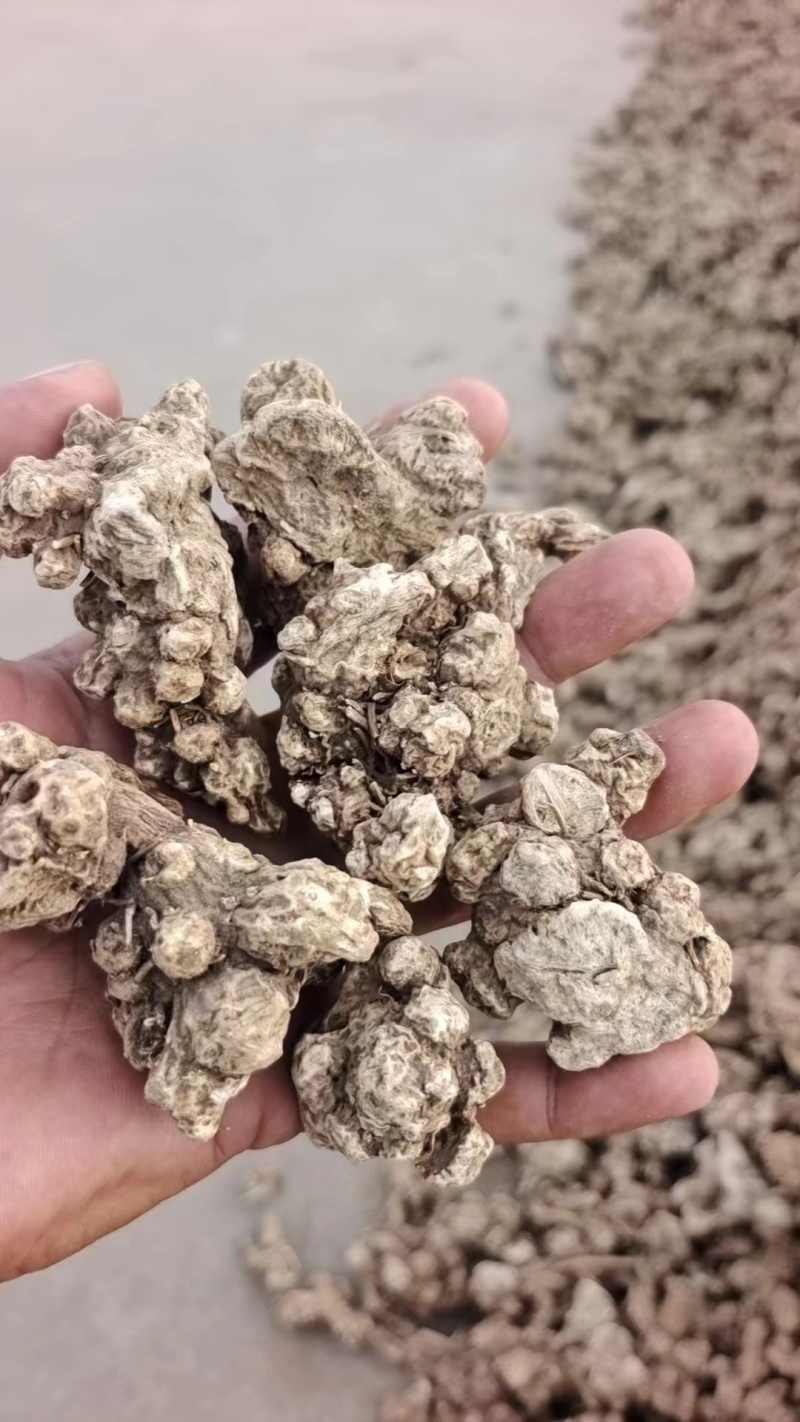 南苍术干货大量供应东北朱砂点起霜干货一手货源