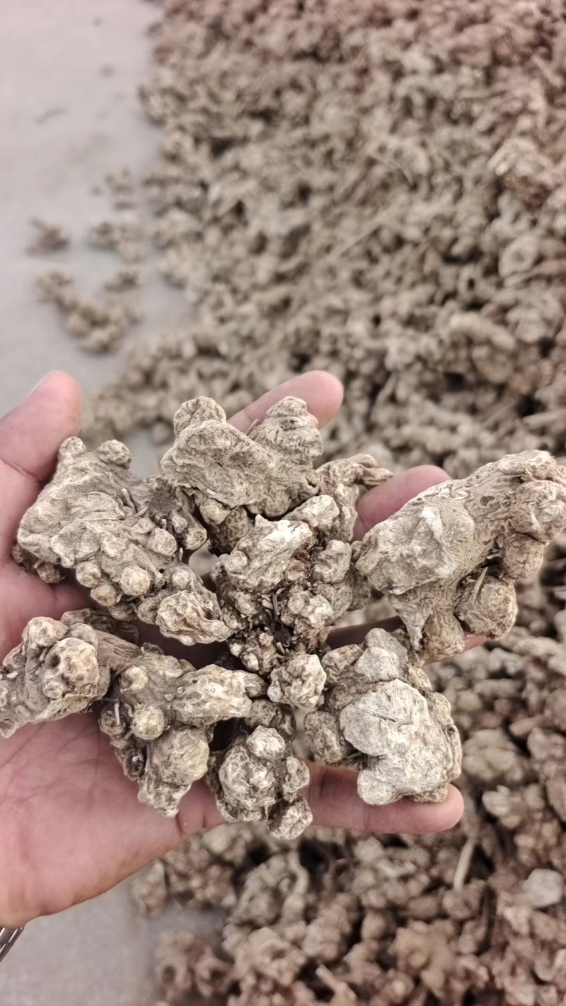 南苍术干货大量供应东北朱砂点起霜干货一手货源