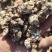 南苍术干货大量供应东北朱砂点起霜干货一手货源