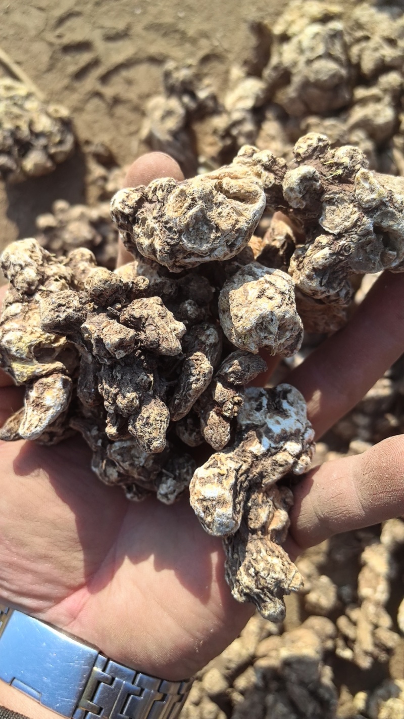 南苍术干货大量供应东北朱砂点起霜干货一手货源