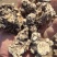 南苍术干货大量供应东北朱砂点起霜干货一手货源