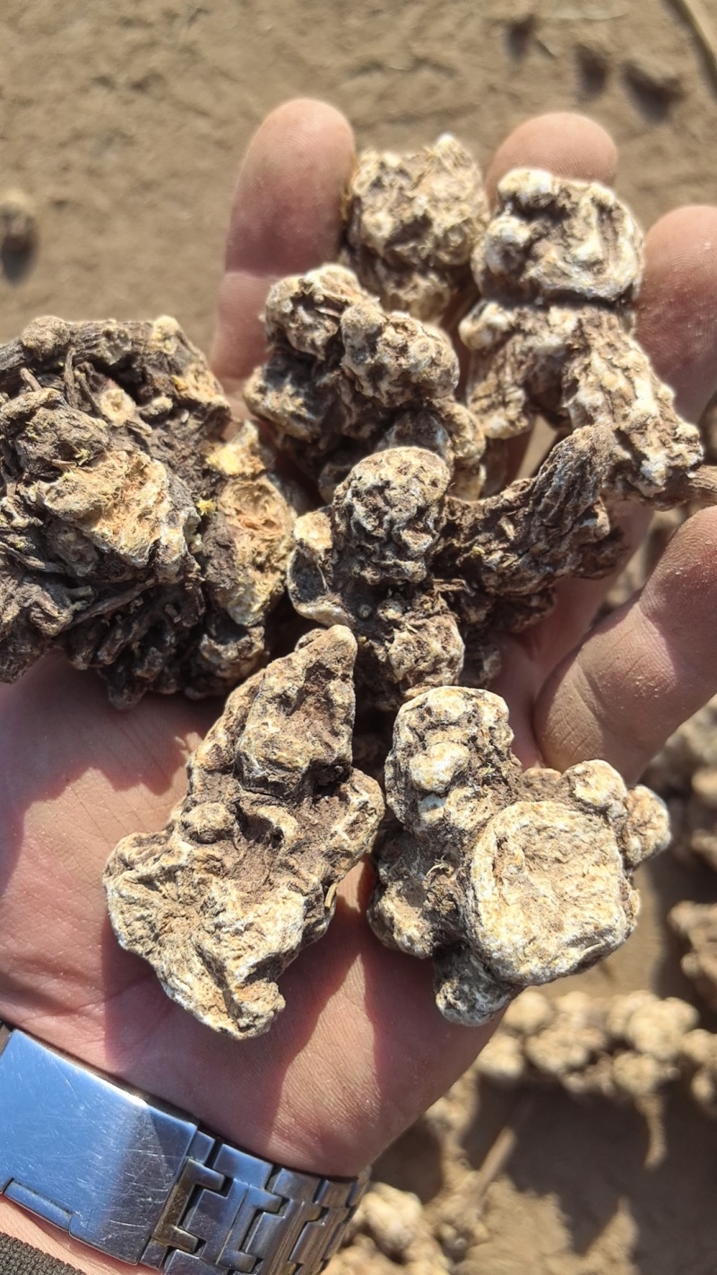 南苍术干货大量供应东北朱砂点起霜干货一手货源