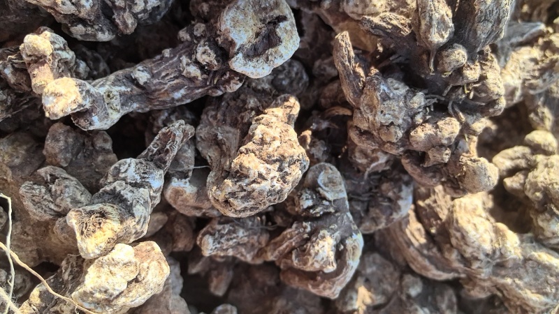 南苍术干货大量供应东北朱砂点起霜干货一手货源