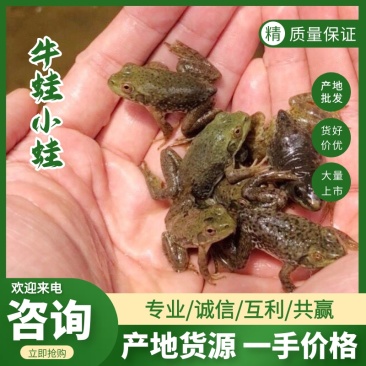 牛蛙苗小四脚青蛙幼蛙成活高种苗蝌蚪