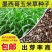 墨西哥玉米草种牧草种籽养殖草籽可再生猪牛羊兔耐热牧草