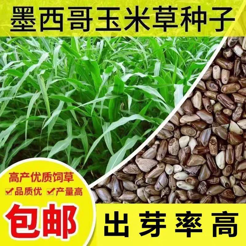 墨西哥玉米草种牧草种籽养殖草籽可再生猪牛羊兔耐热牧草