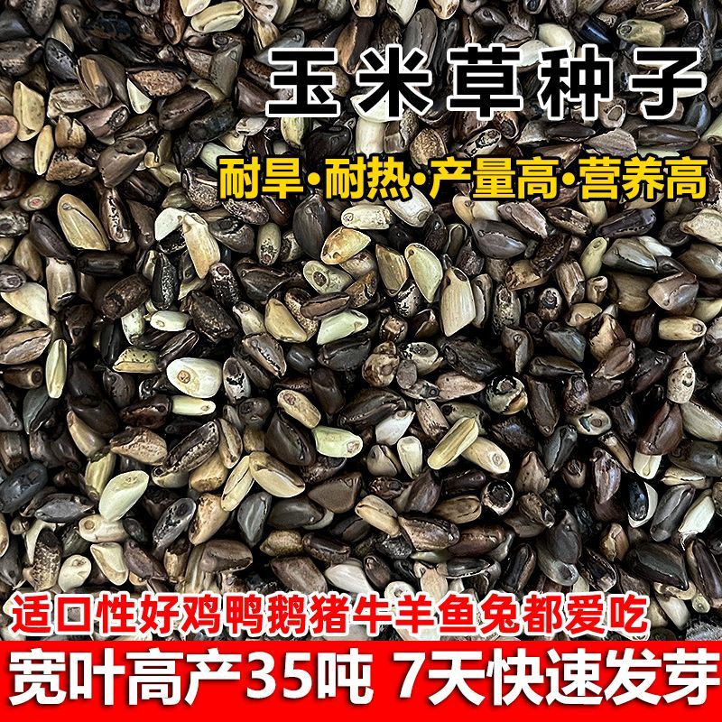 墨西哥玉米草种牧草种籽养殖草籽可再生猪牛羊兔耐热牧草