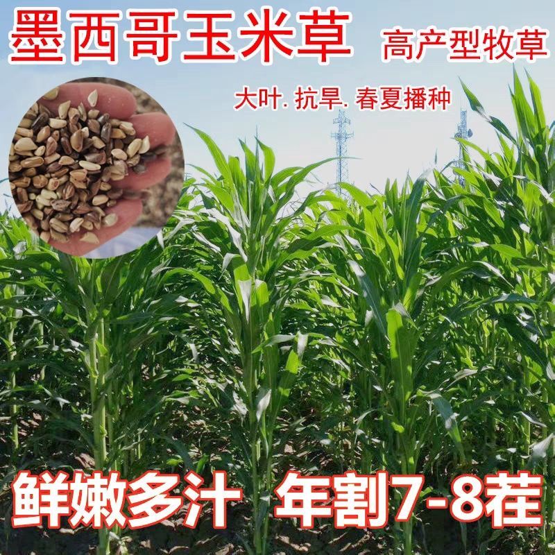 墨西哥玉米草种牧草种籽养殖草籽可再生猪牛羊兔耐热牧草