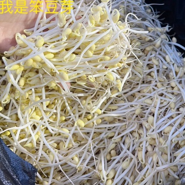 豆芽