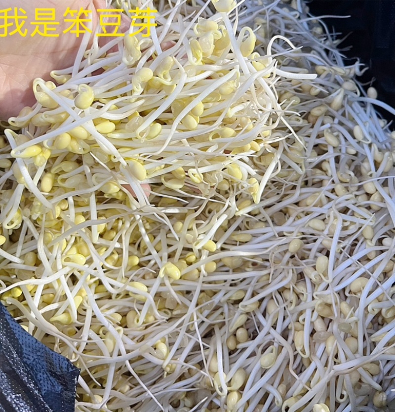 豆芽