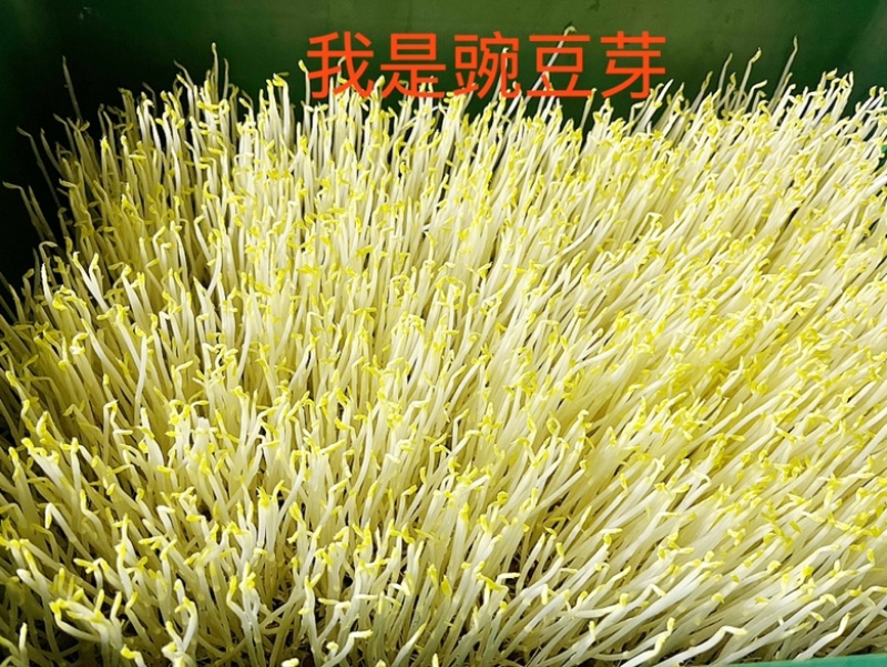 豆芽