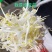 豆芽