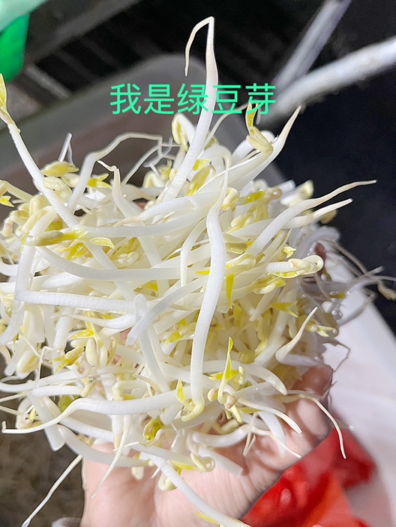豆芽