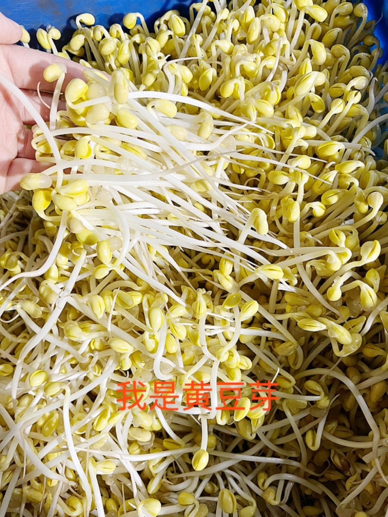 豆芽