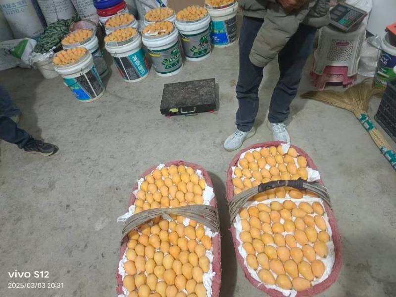 米易枇杷