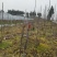 四川省达州市大竹县红芽香椿芽，香椿芽！货源充足，保质保量