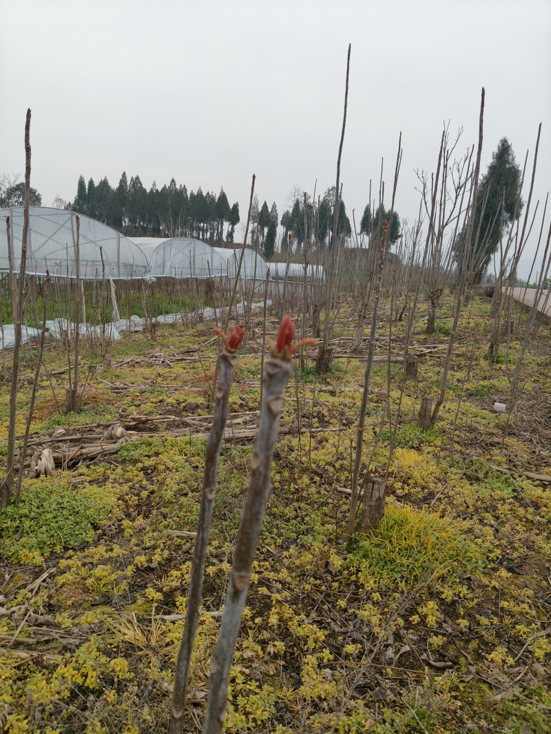 四川省达州市大竹县红芽香椿芽，香椿芽！货源充足，保质保量