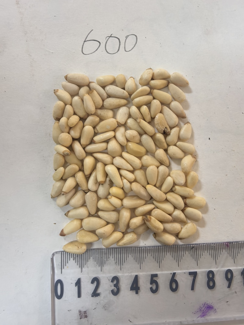 【精品】油炸红松仁580颗粒适合食品厂进出口贸易欢迎下单
