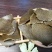 精品菜籽饼青饼全国发货，品质保证，量大从优