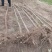 3公分刺槐上货工程用苗刺槐花刺槐2米高刺槐