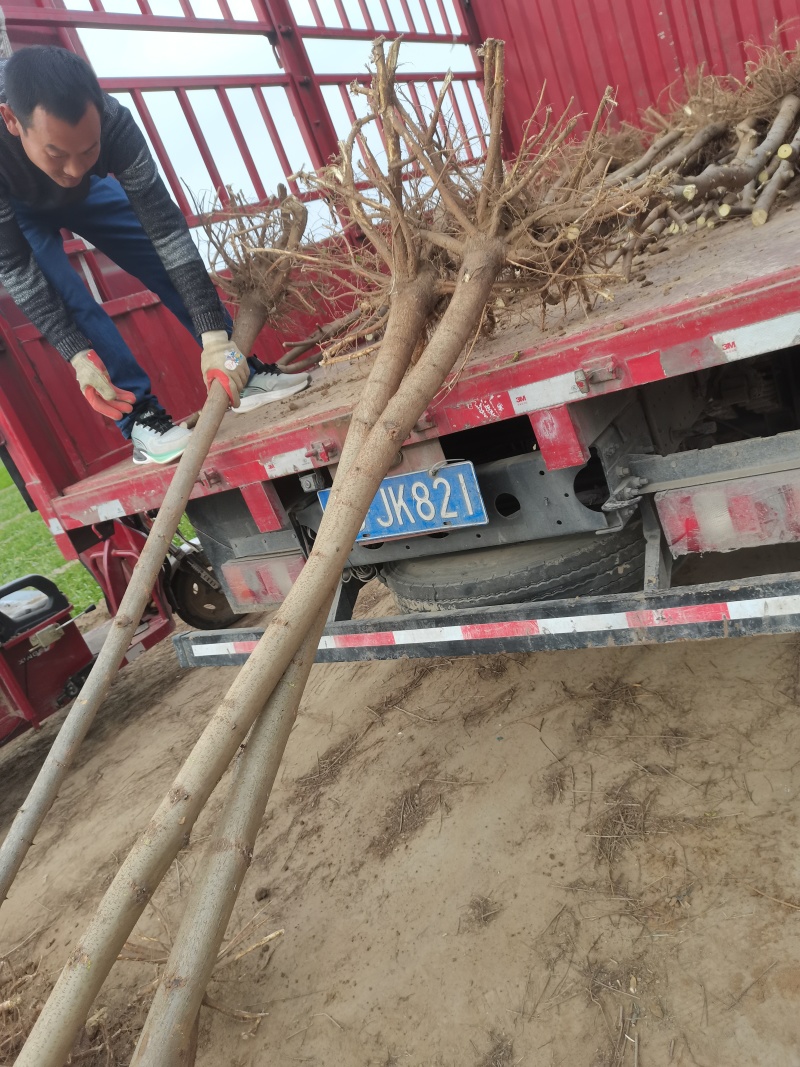 3公分刺槐上货工程用苗刺槐花刺槐2米高刺槐