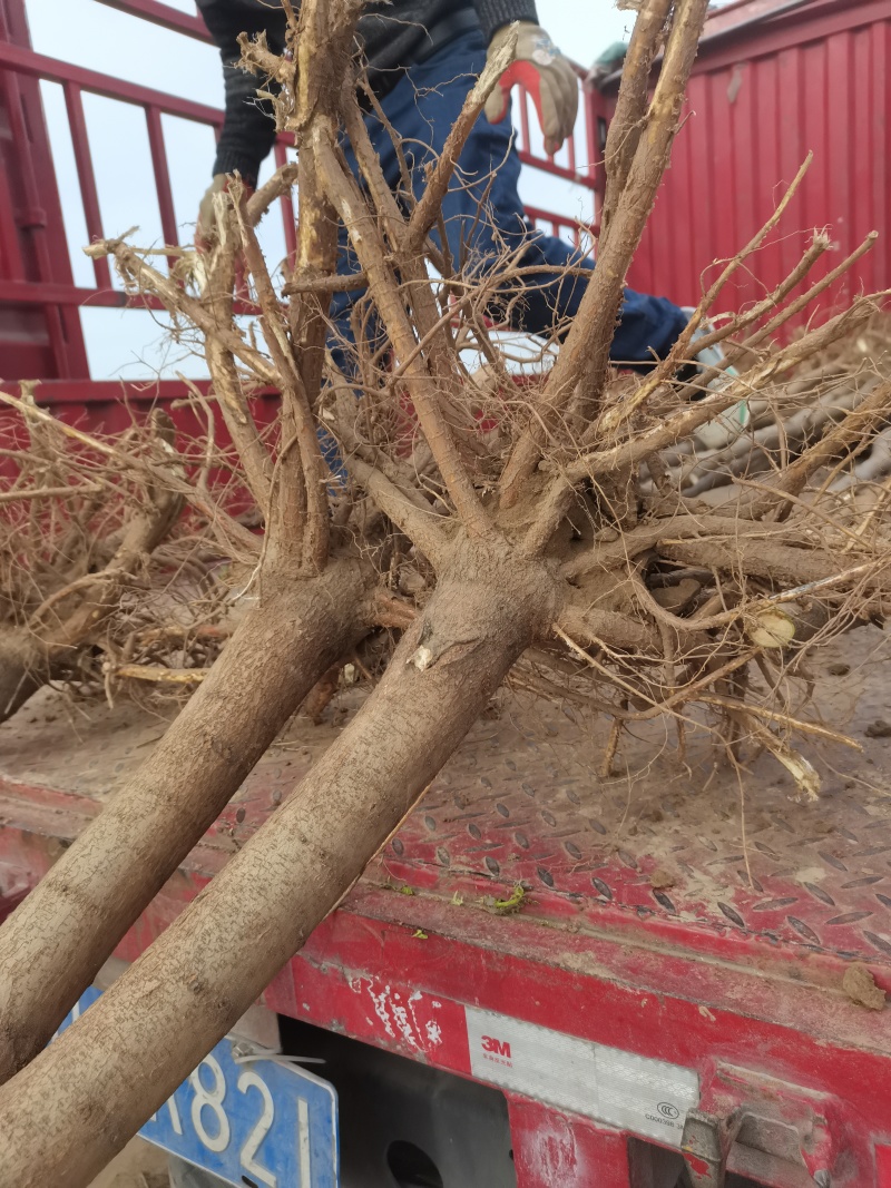 3公分刺槐上货工程用苗刺槐花刺槐2米高刺槐