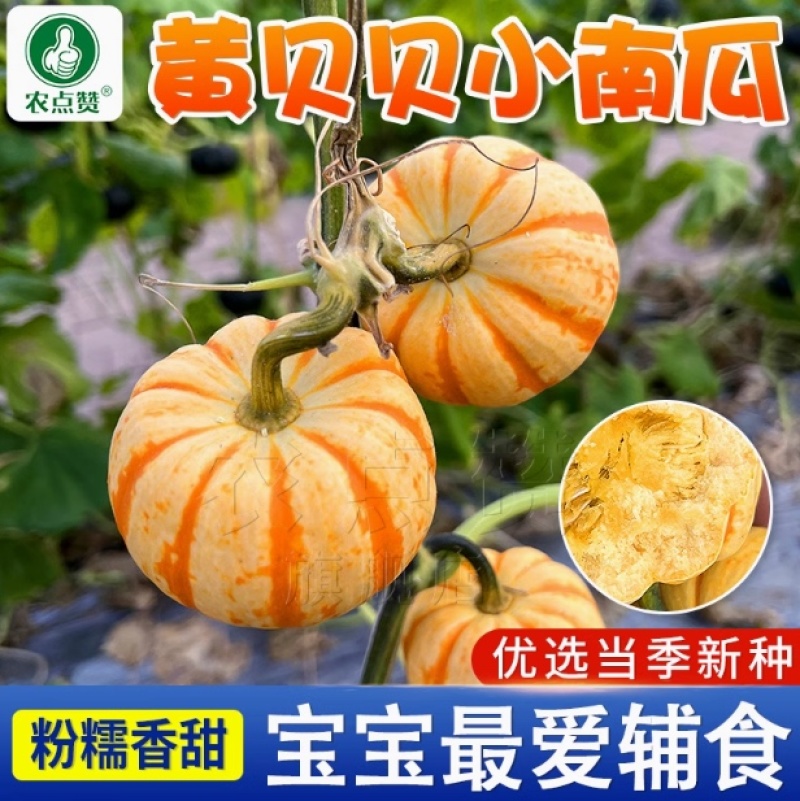 黄贝贝南瓜种子-早熟迷你粉糯香甜杂交种口感佳适应性强