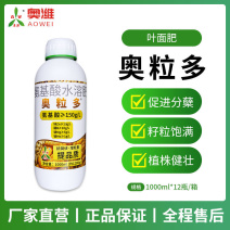 奥丰奥粒多籽多粒饱植株健壮籽粒饱满