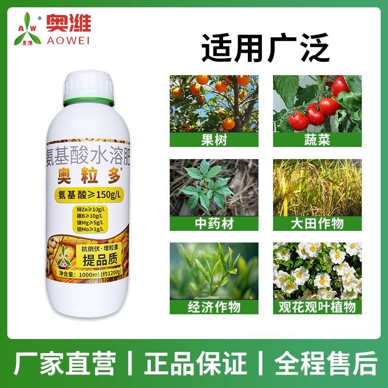 奥丰奥粒多籽多粒饱植株健壮籽粒饱满