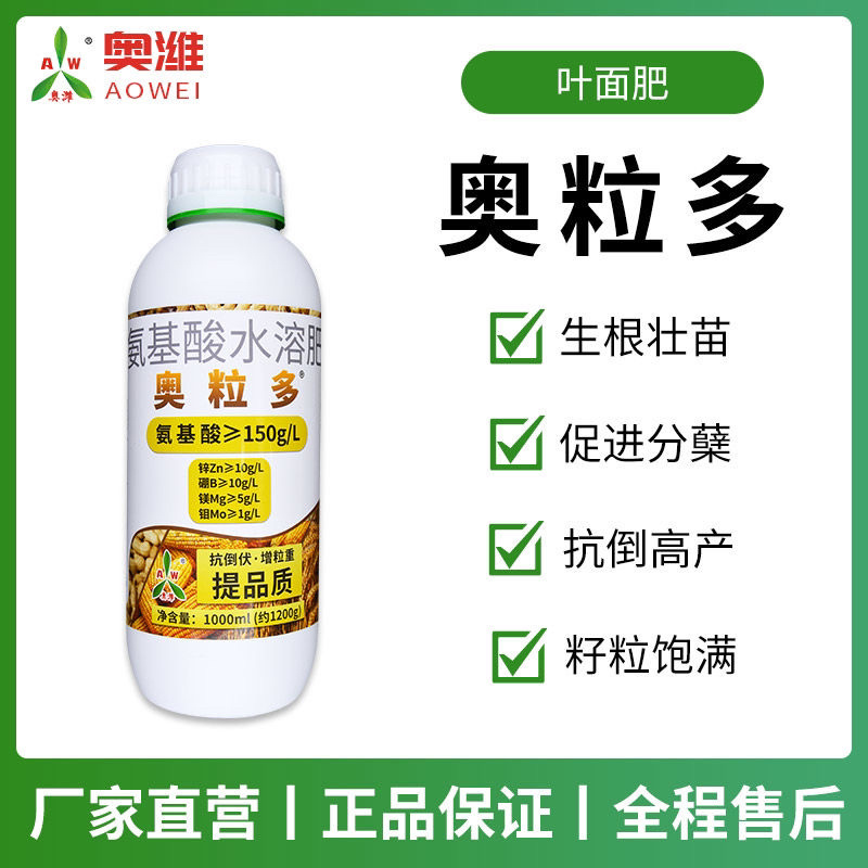 奥丰奥粒多籽多粒饱植株健壮籽粒饱满