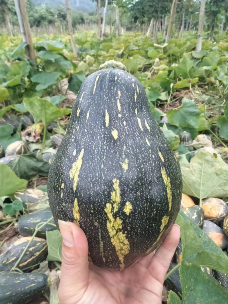 好货推荐香芋南瓜基地直发全国发货可视频看货