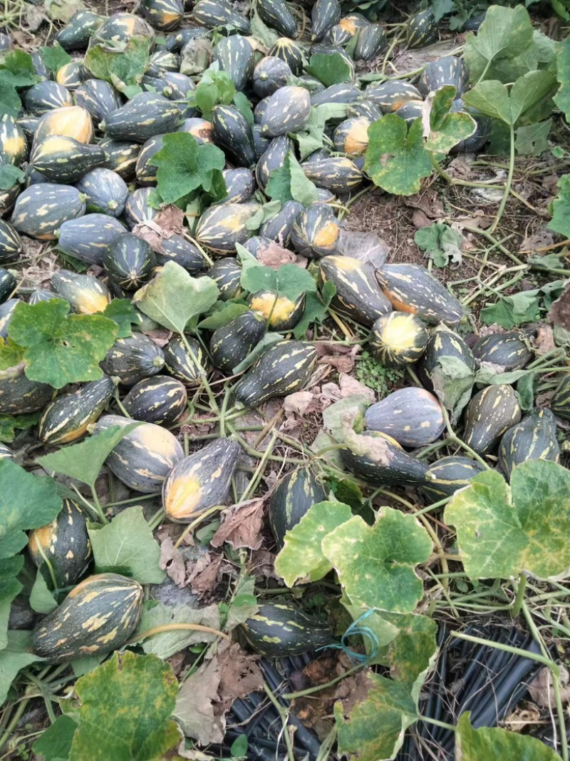 好货推荐香芋南瓜基地直发全国发货可视频看货