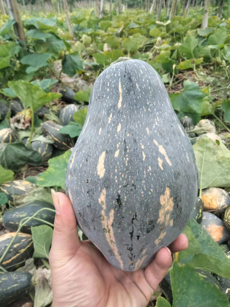 好货推荐香芋南瓜基地直发全国发货可视频看货