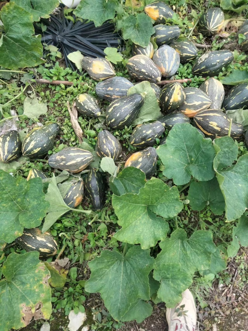 好货推荐香芋南瓜基地直发全国发货可视频看货