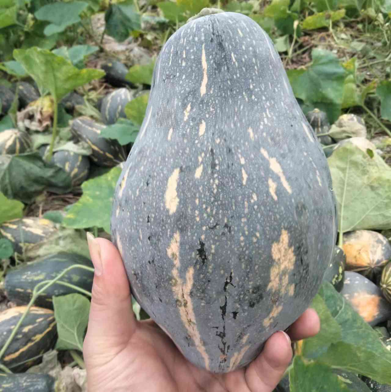 好货推荐香芋南瓜基地直发全国发货可视频看货