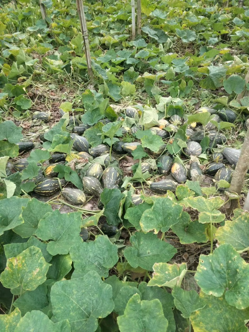 好货推荐香芋南瓜基地直发全国发货可视频看货