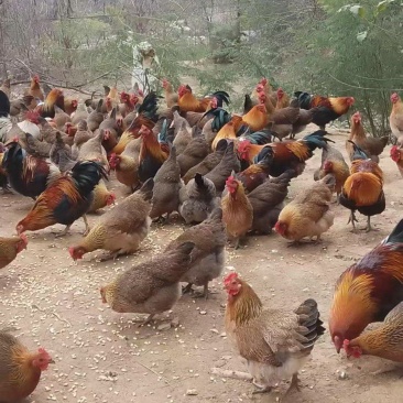 广西长寿之乡马山山林散养吃虫土鸡批发，不土包赔！