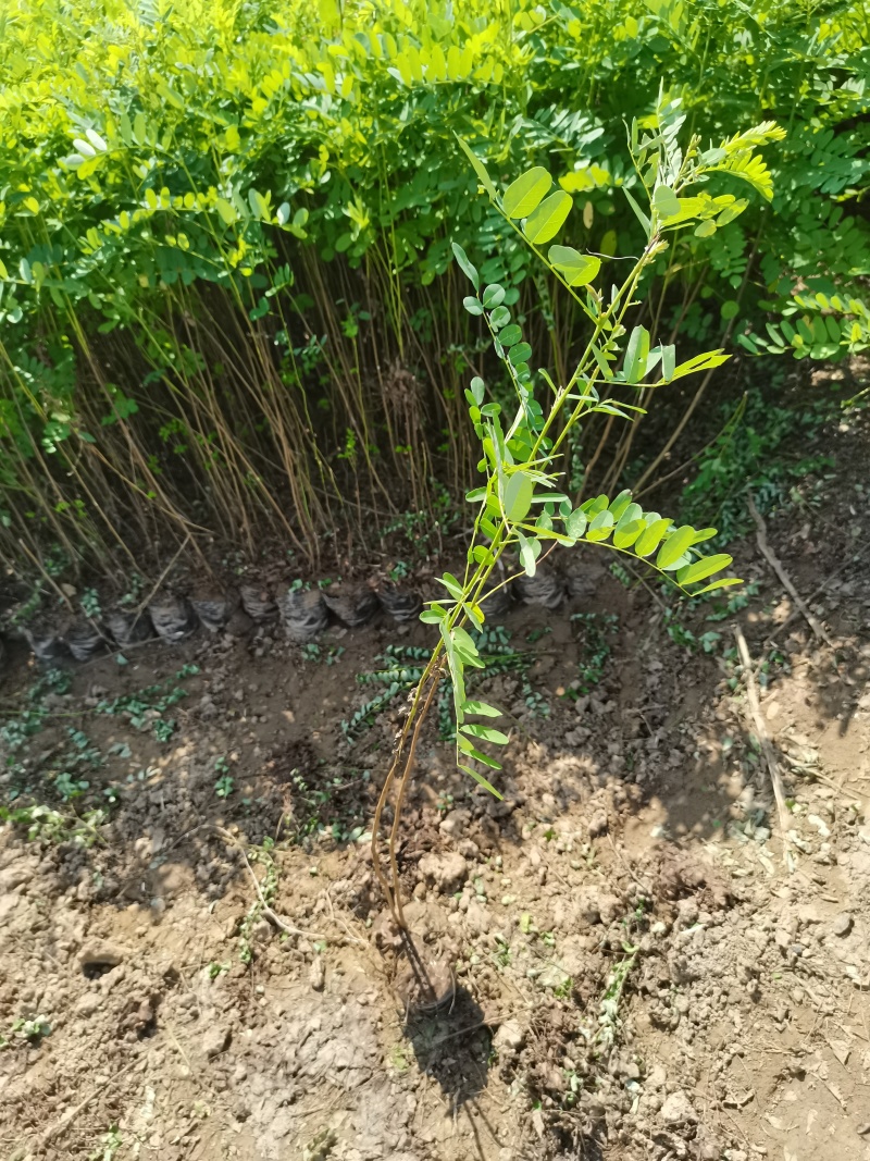 护坡紫穗槐50cm-1.5m杯苗规格齐全长势旺盛价格优惠