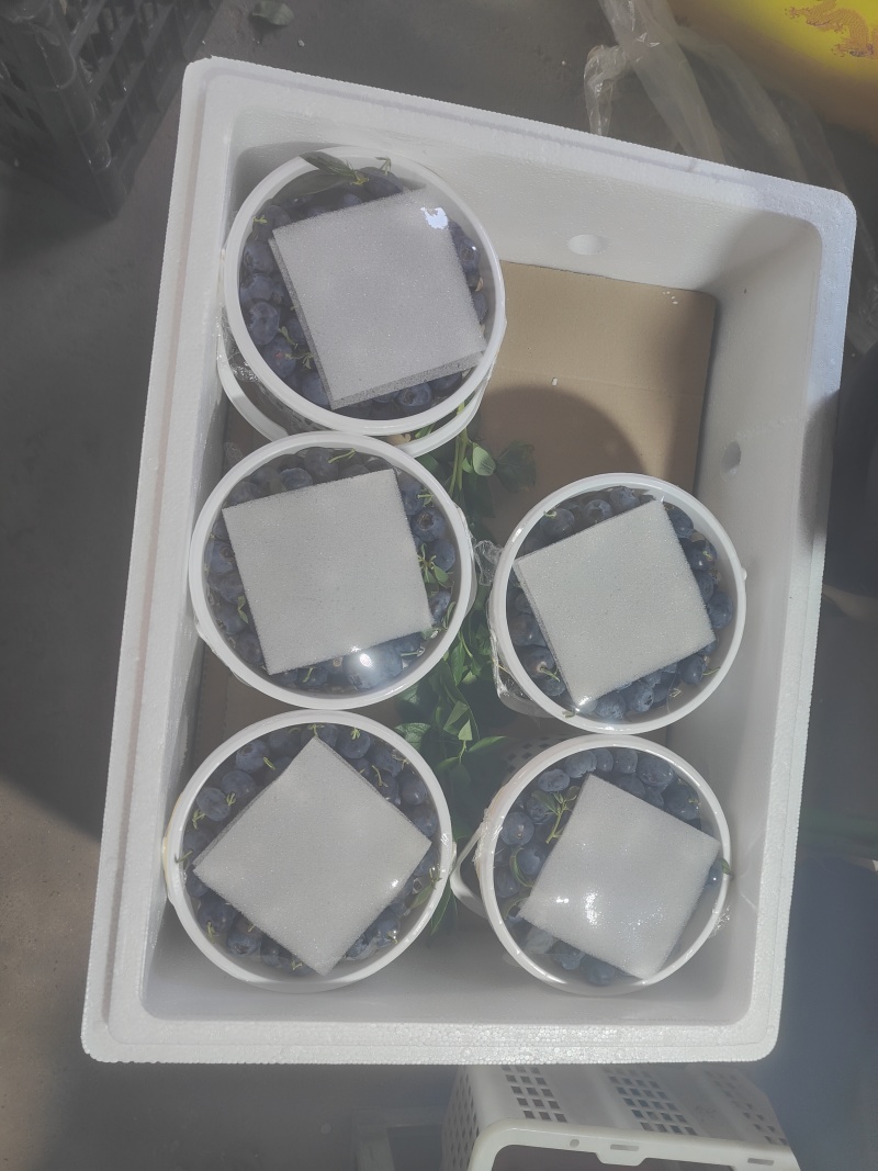 大凉山蓝莓玫瑰香L25蓝莓包装齐全产量充足欢迎各大电商